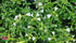 Salvie - Salvia greggii Mirage™ White - DocaPerene