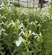 Salvie - Salvia greggii Mirage™ White - DocaPerene