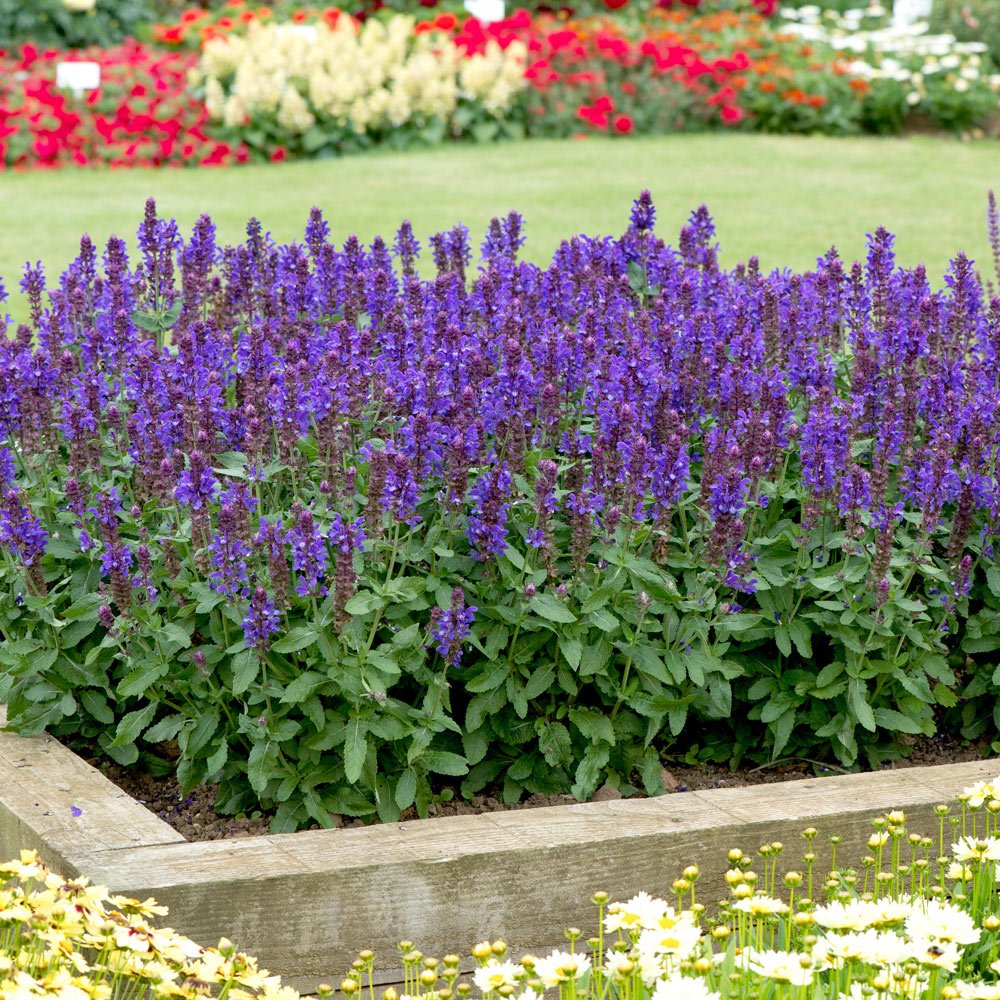 Salvie - Salvia nemorosa ‘Marvel Dark Blue’ - DocaPerene