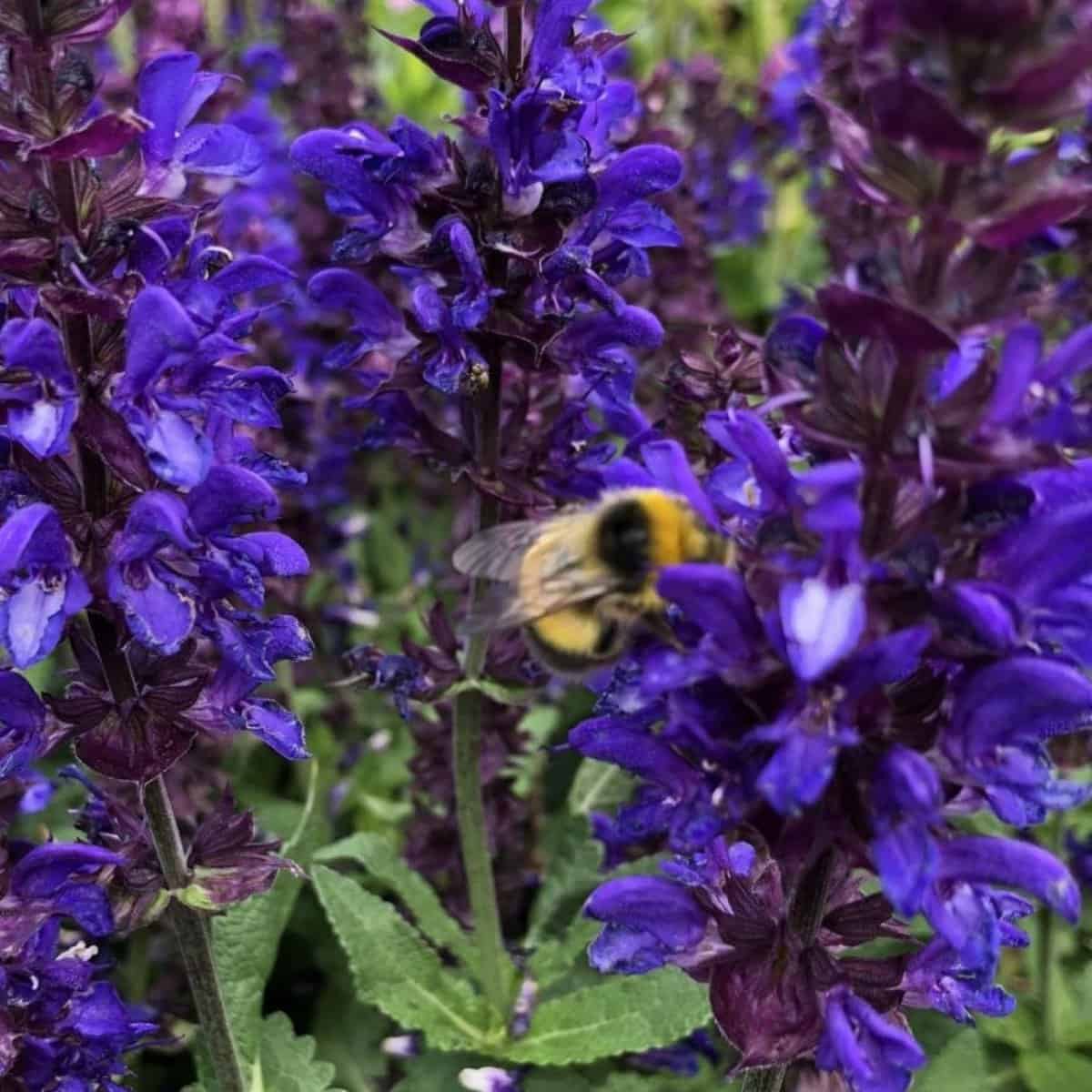 Salvie - Salvia nemorosa ‘Marvel Dark Blue’ - DocaPerene