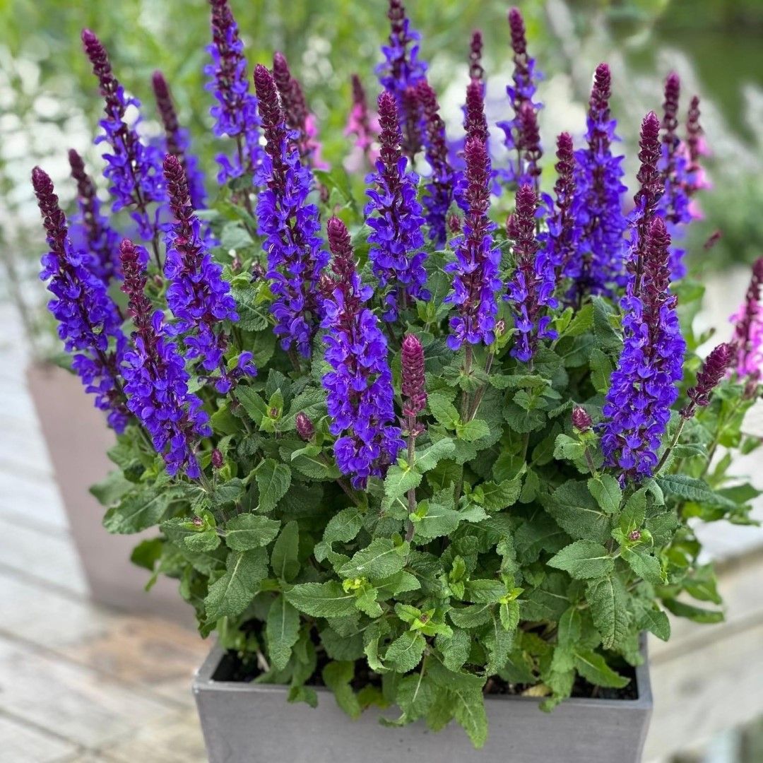 Salvie - Salvia nemorosa ‘Marvel Dark Blue’ - DocaPerene
