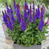 Salvie - Salvia nemorosa ‘Marvel Dark Blue’ - DocaPerene