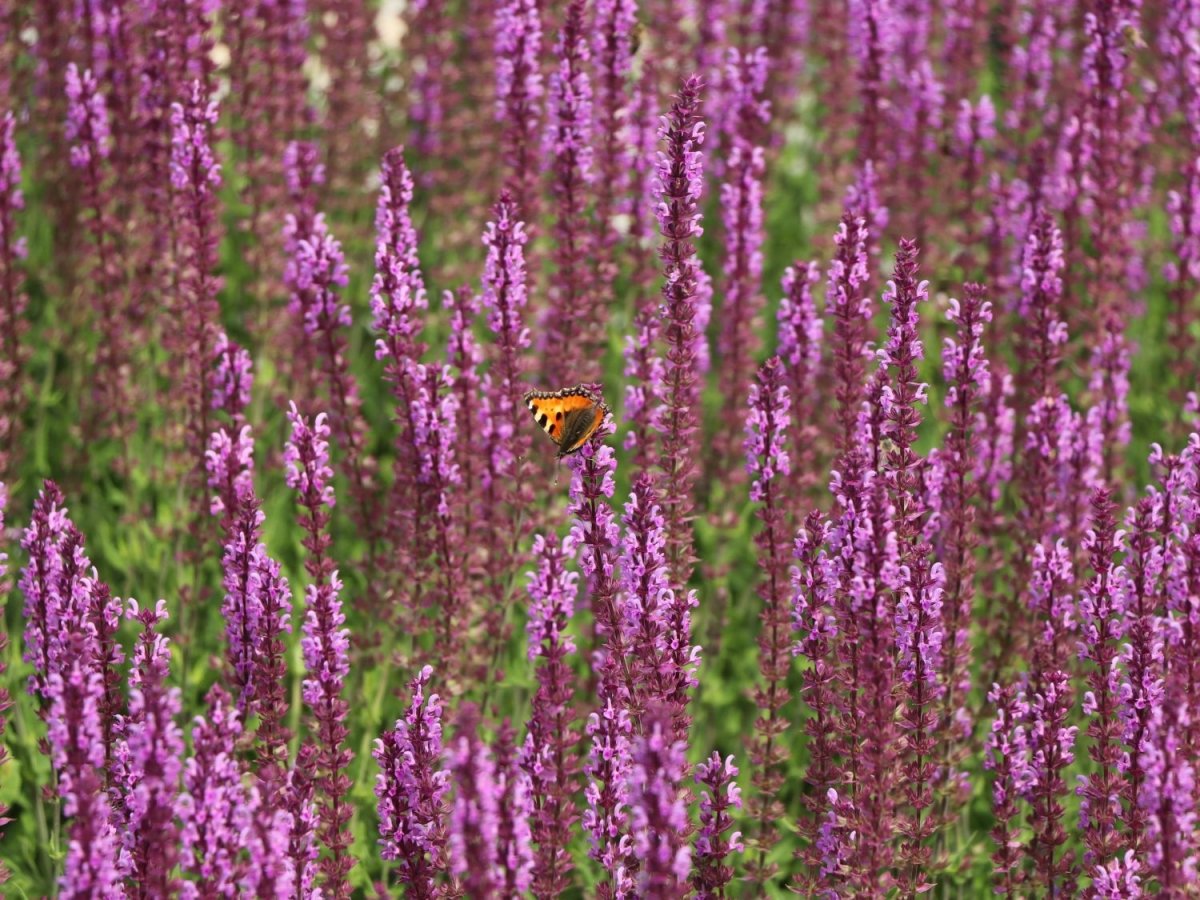 Salvie - Salvia nemorosa 'Synchro Pink' - DocaPerene