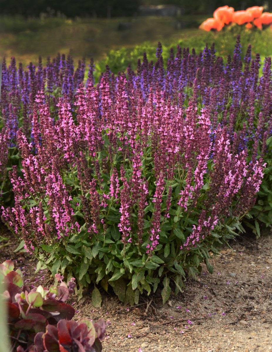 Salvie - Salvia nemorosa 'Synchro Pink' - DocaPerene