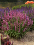 Salvie - Salvia nemorosa 'Synchro Pink' - DocaPerene