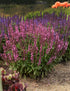 Salvie - Salvia nemorosa Synchro Pink - DocaPerene