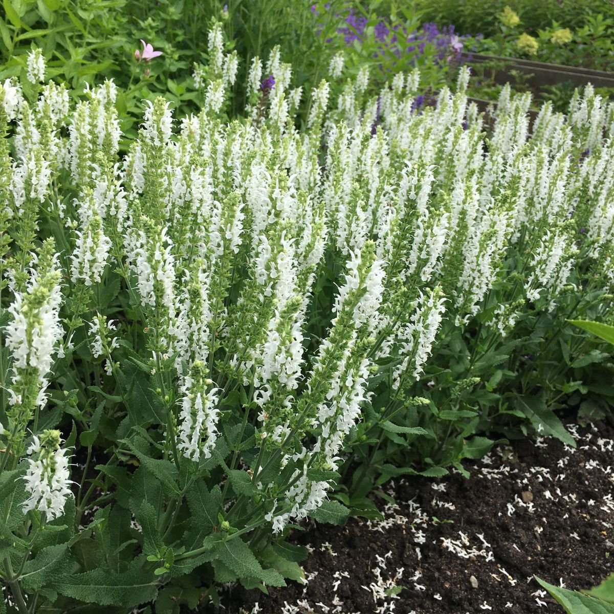 Salvie - Salvia nemorosa 'Synchro White' - DocaPerene