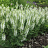 Salvie - Salvia nemorosa 'Synchro White' - DocaPerene
