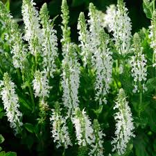 Salvie - Salvia nemorosa 'Synchro White' - DocaPerene