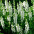 Salvie - Salvia nemorosa 'Synchro White' - DocaPerene