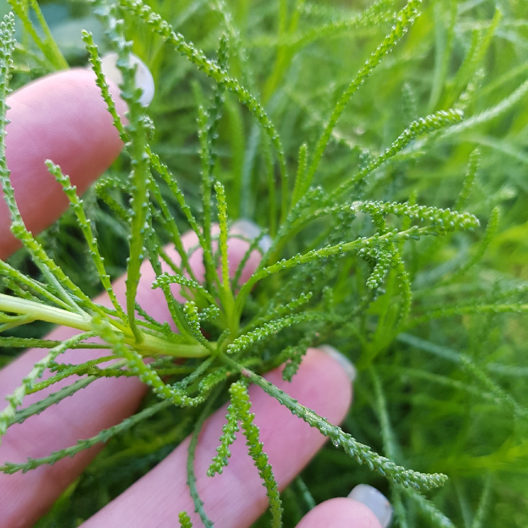 Lemnul Maicii Domnului - Santolina rosmarinifolia