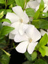 Saschiu alb - Vinca minor 'Alba' - DocaPerene