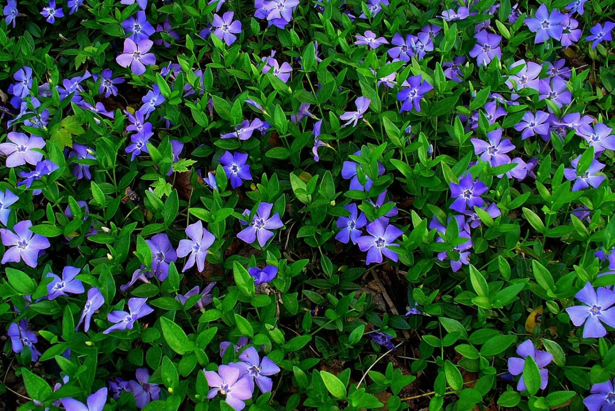 Saschiu - Vinca minor - DocaPerene