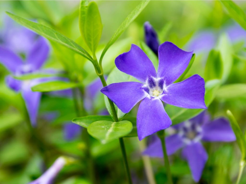 Saschiu - Vinca minor - DocaPerene