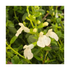 Salvie - Salvia greggii Mirage™ White