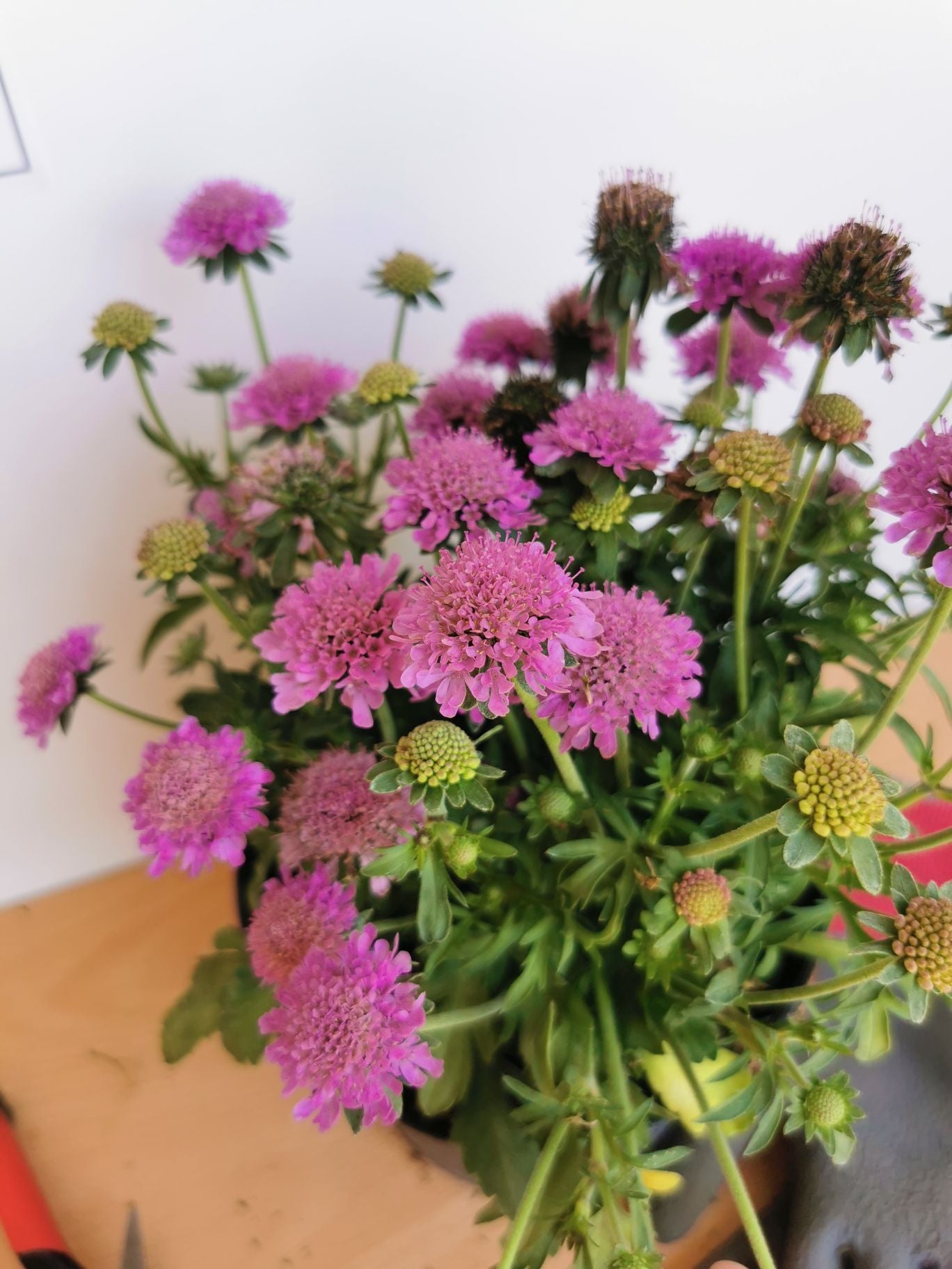 Floarea văduvei – Scabiosa japonica Pink Diamonds