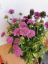 Floarea văduvei – Scabiosa japonica Pink Diamonds