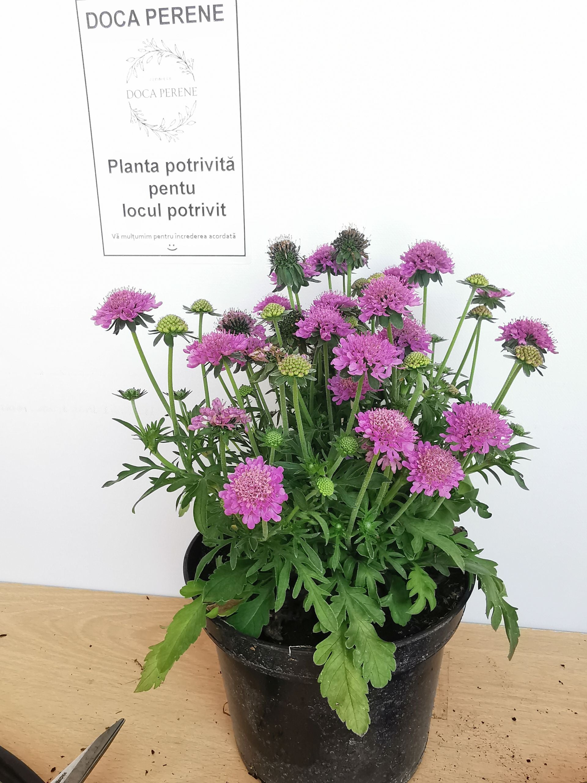 Floarea văduvei – Scabiosa japonica Pink Diamonds