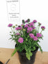 Floarea văduvei – Scabiosa japonica Pink Diamonds