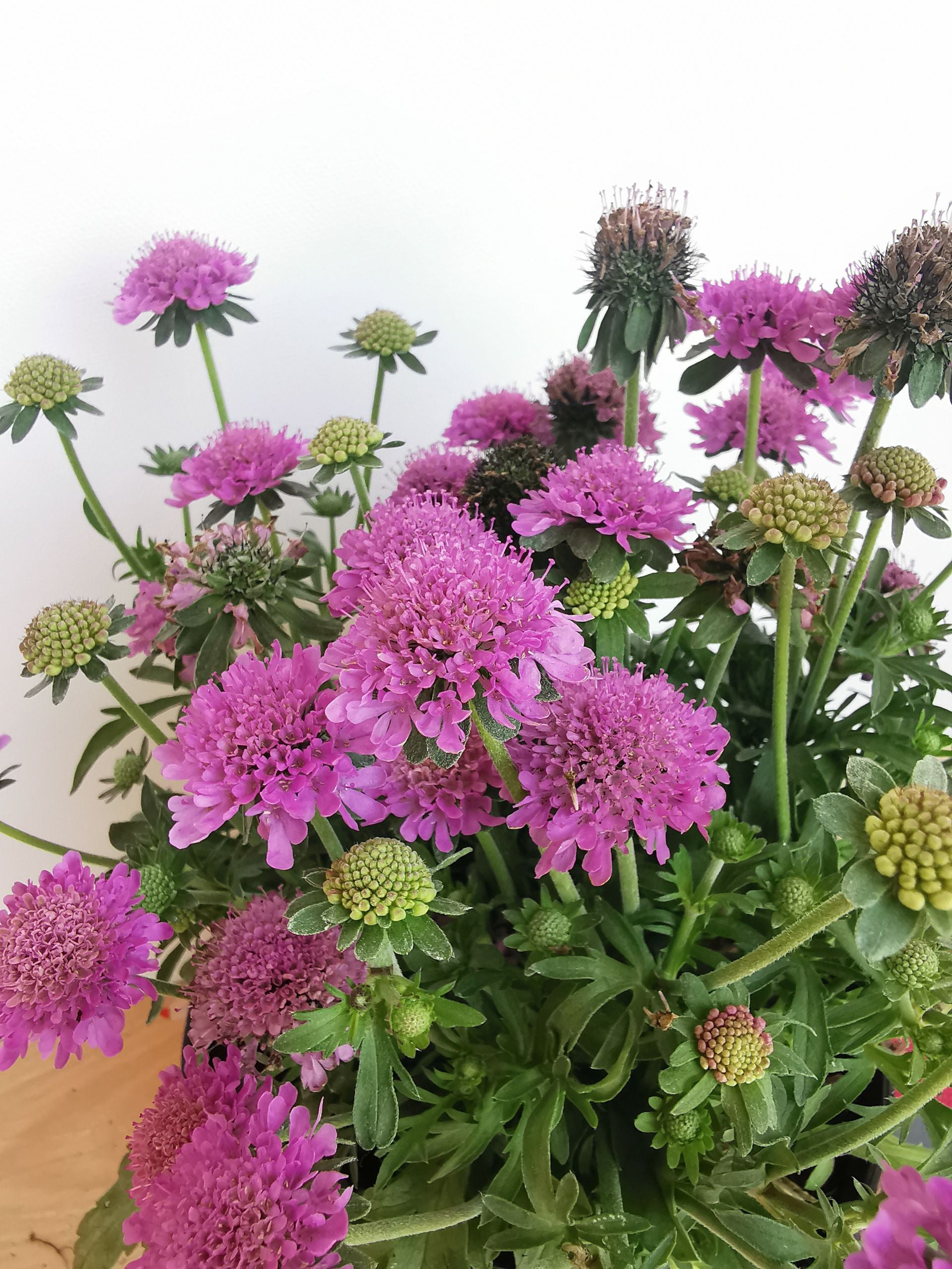 Floarea văduvei – Scabiosa japonica Pink Diamonds
