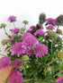 Floarea văduvei – Scabiosa japonica Pink Diamonds