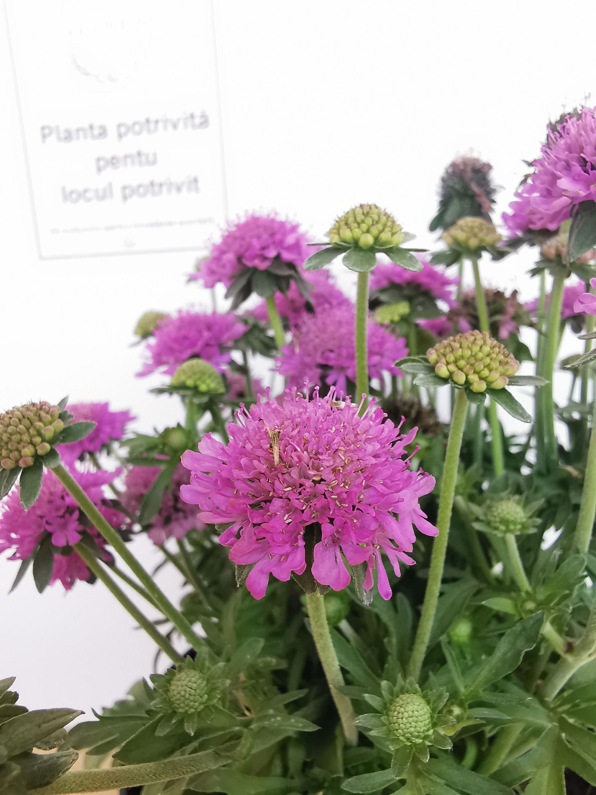 Floarea văduvei – Scabiosa japonica Pink Diamonds
