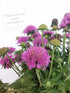 Floarea văduvei – Scabiosa japonica Pink Diamonds
