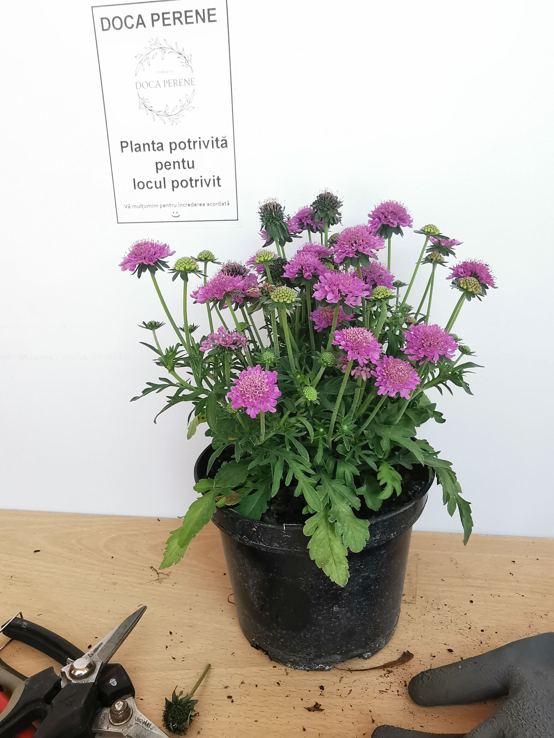 Floarea văduvei – Scabiosa japonica Pink Diamonds