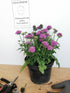 Floarea văduvei – Scabiosa japonica Pink Diamonds
