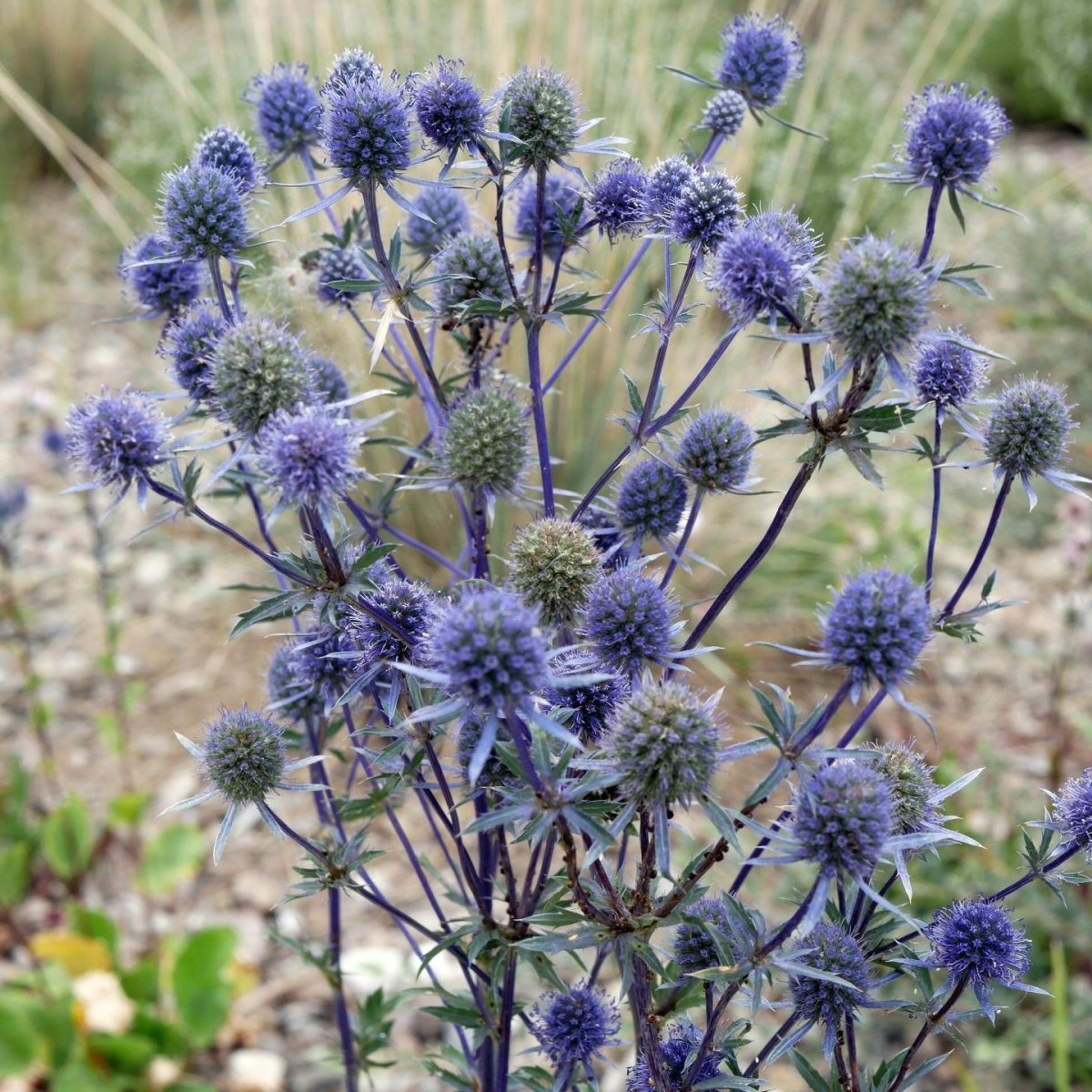 Scai vânăt - Eryngium planum 'Blauer Zwerg' - DocaPerene