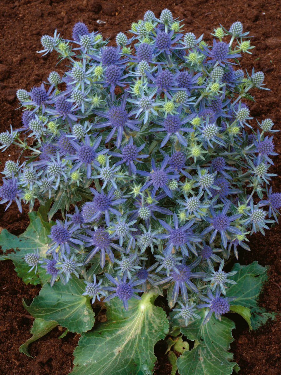 Scai vânăt - Eryngium planum 'Hobbit Blue' - DocaPerene