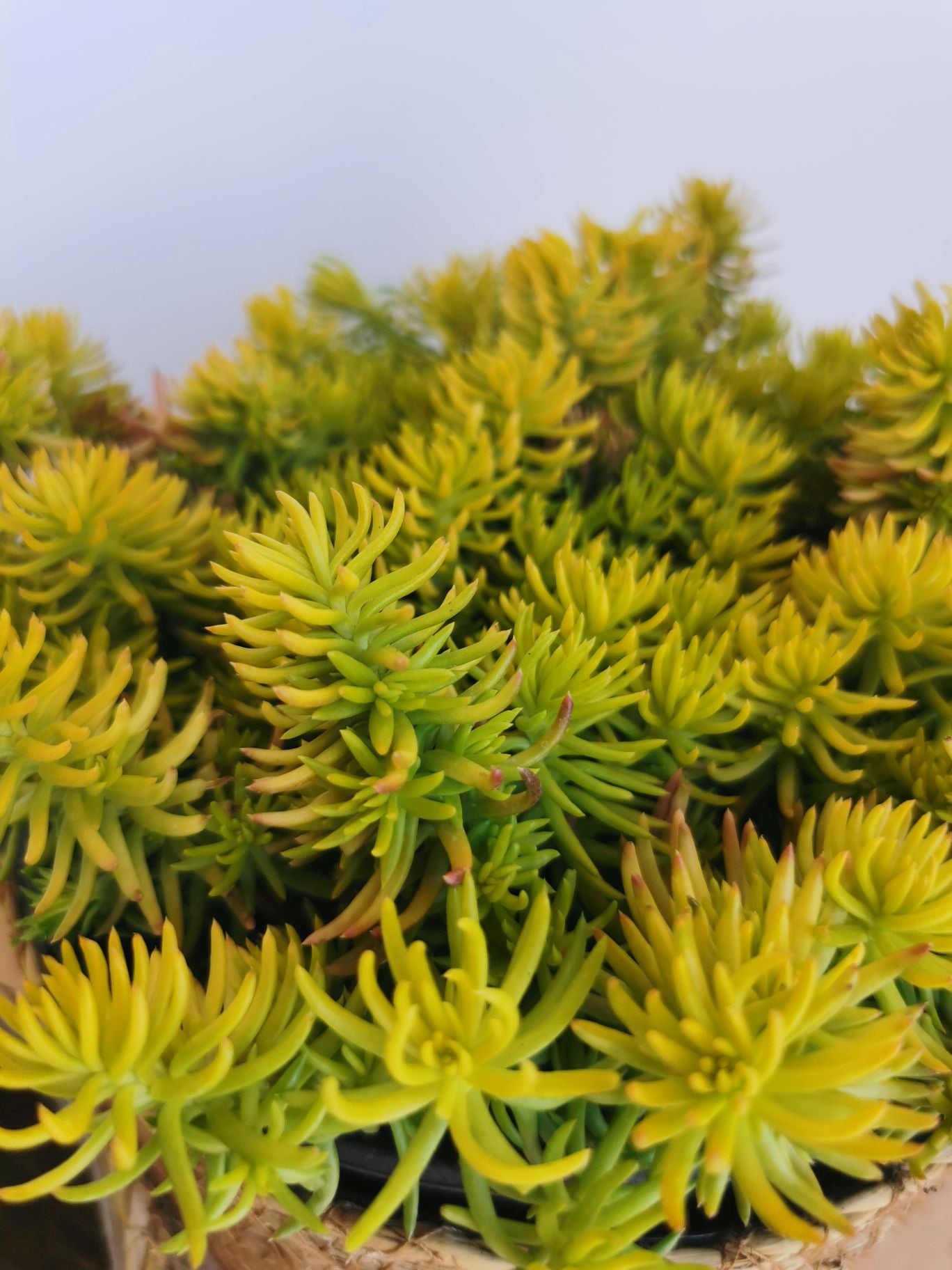 Iarba grasă - Sedum reflexum Angelina