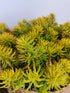 Iarba grasă - Sedum reflexum Angelina