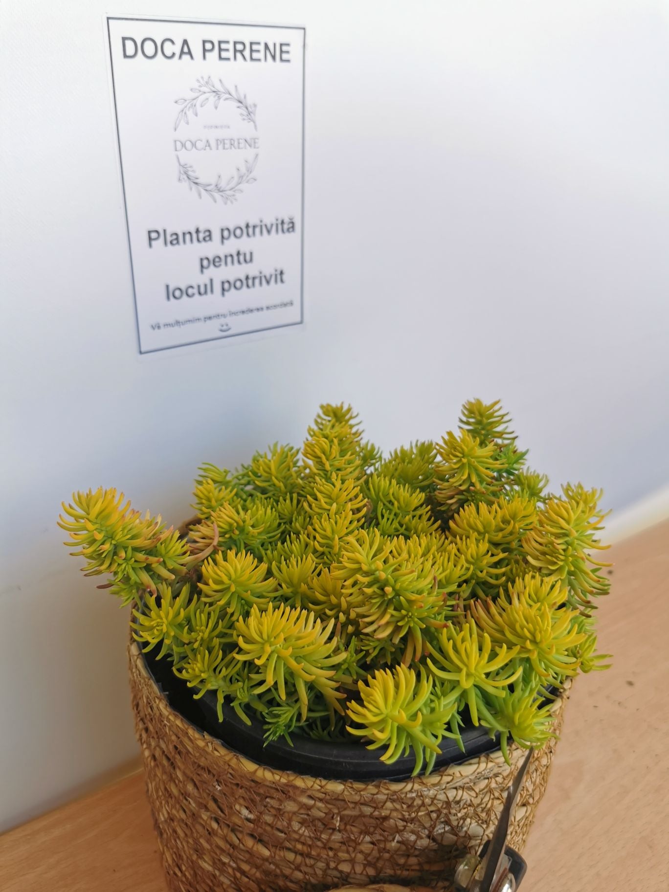 Iarba grasă - Sedum reflexum Angelina