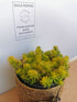 Iarba grasă - Sedum reflexum Angelina