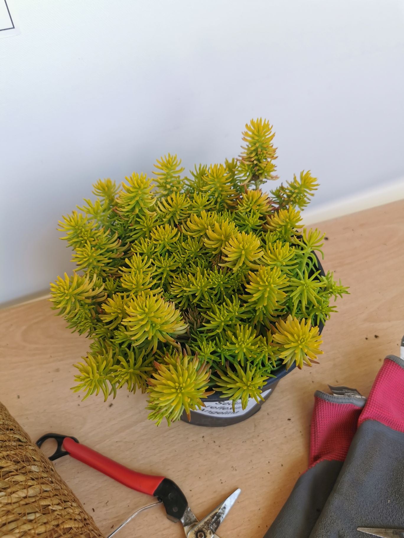 Iarba grasă - Sedum reflexum Angelina