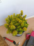 Iarba grasă - Sedum reflexum Angelina