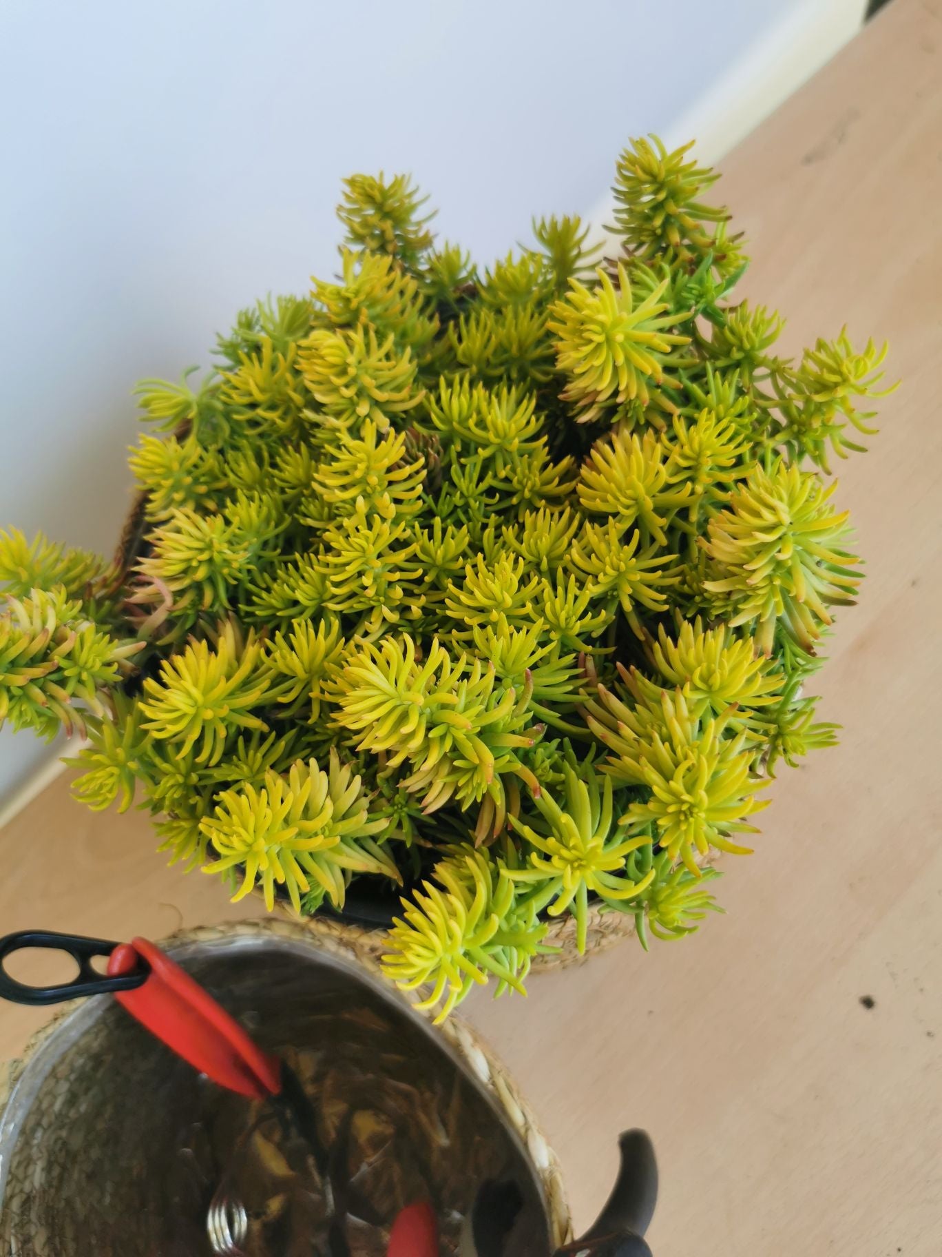 Iarba grasă - Sedum reflexum Angelina