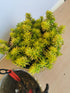 Iarba grasă - Sedum reflexum Angelina