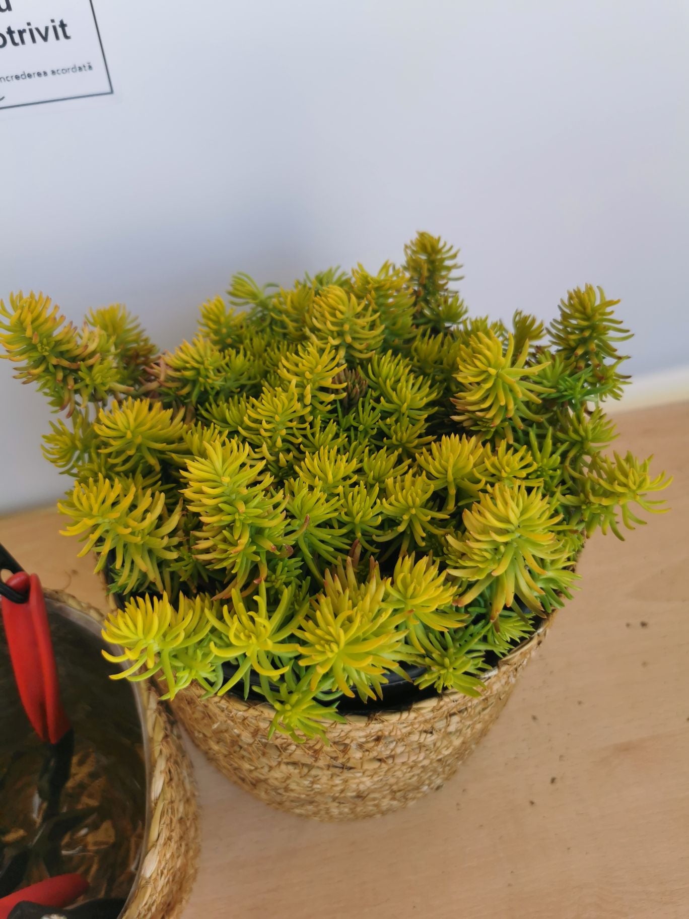 Iarba grasă - Sedum reflexum Angelina