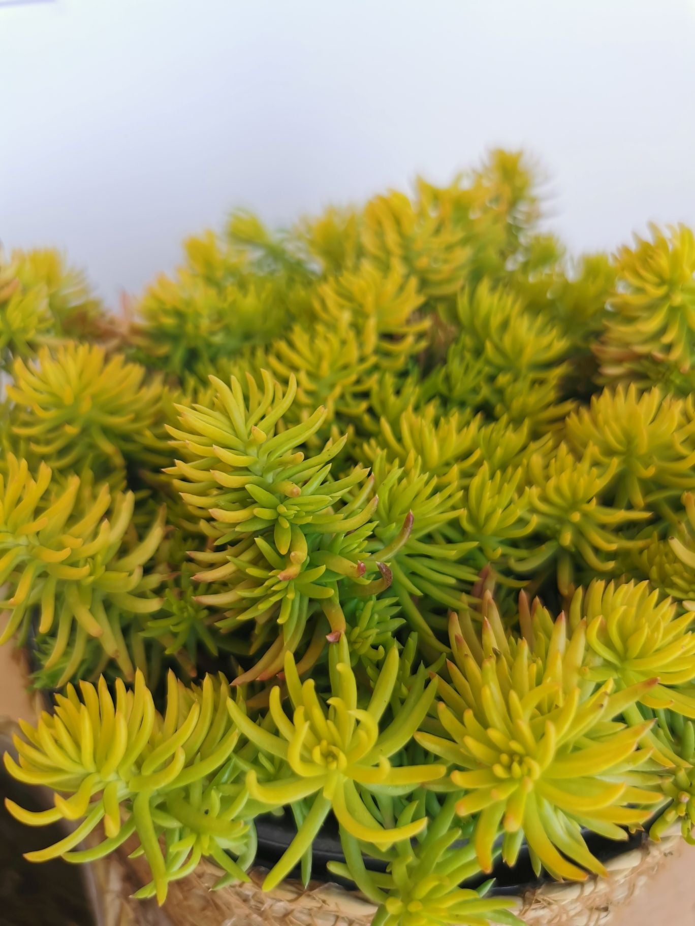 Iarba grasă - Sedum reflexum Angelina