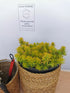 Iarba grasă - Sedum reflexum Angelina
