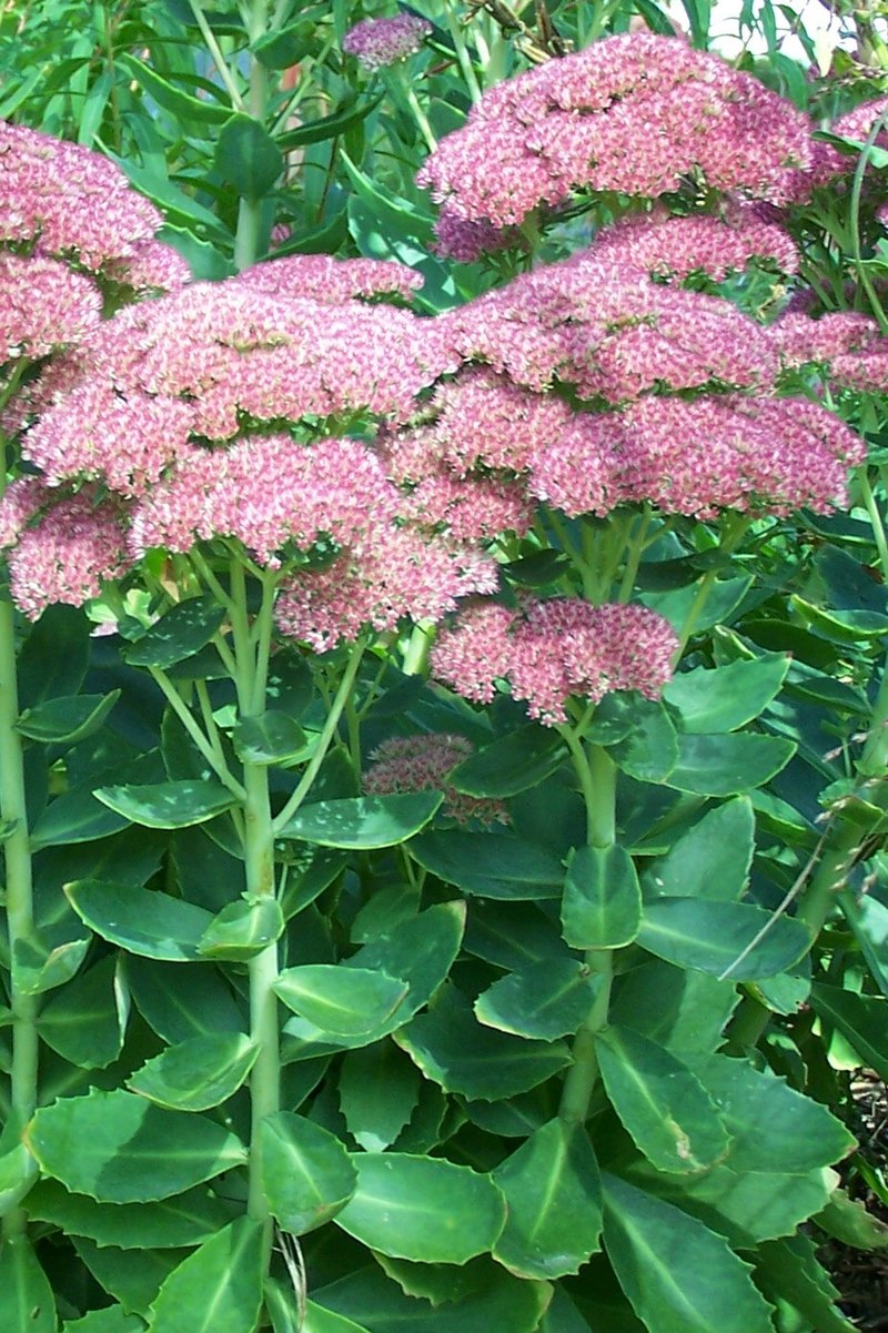 Iarba grasă - Sedum spectabile Brilliant