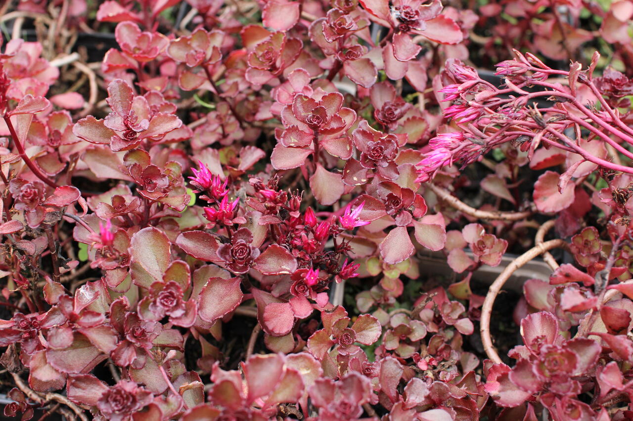 Iarba grasă- Sedum spurium 'Purpur Winter'