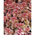 Iarba grasă- Sedum spurium 'Purpur Winter'