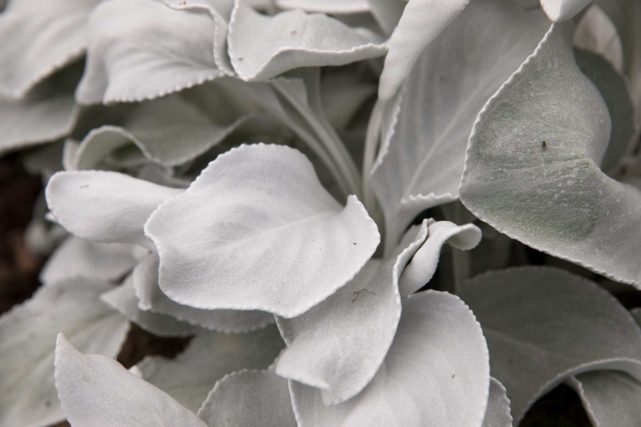 Aripi de înger - Senecio candicans ‘Angel Wings’