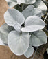 Aripi de înger - Senecio candicans ‘Angel Wings’