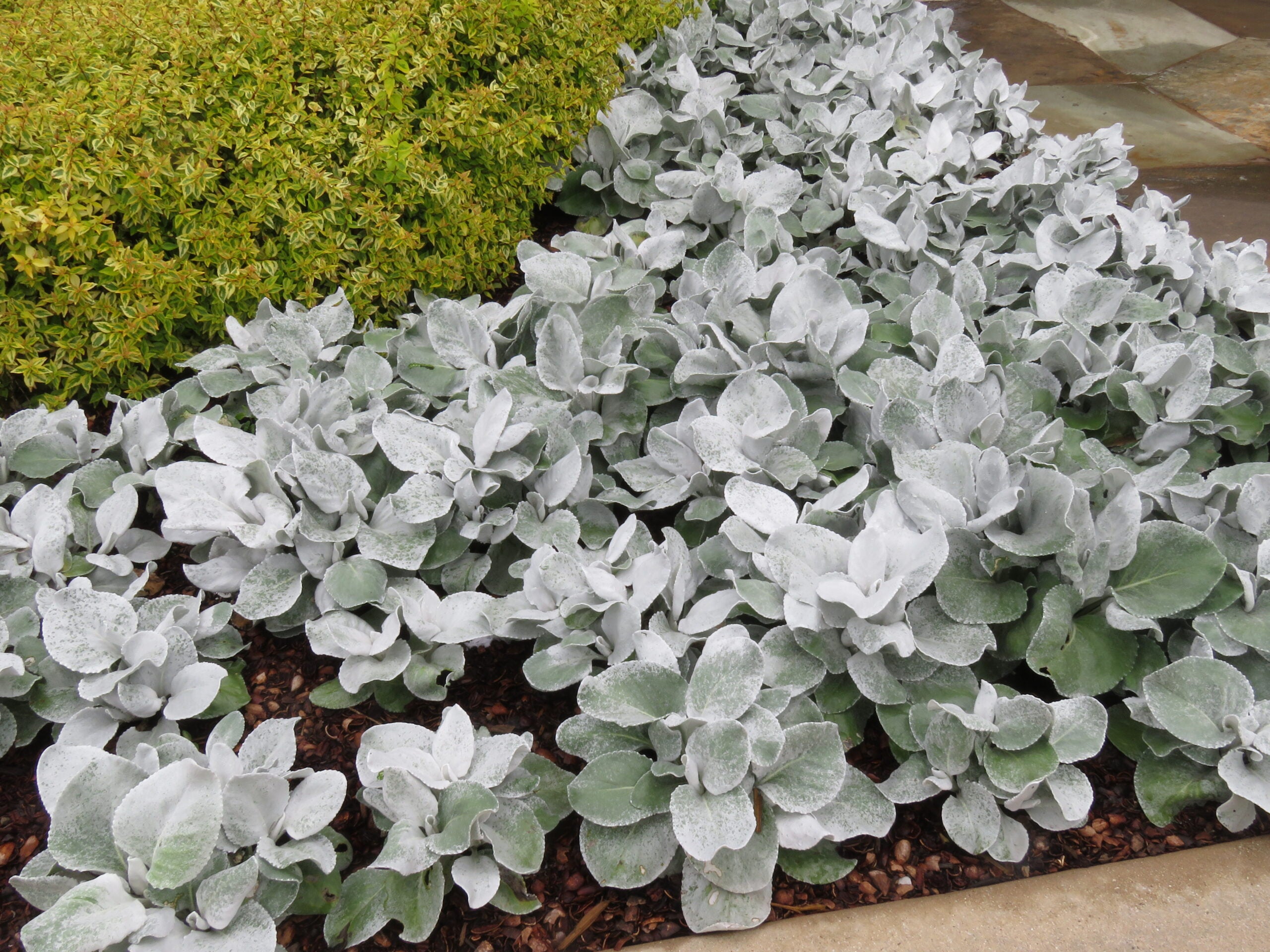 Aripi de înger - Senecio candicans ‘Angel Wings’