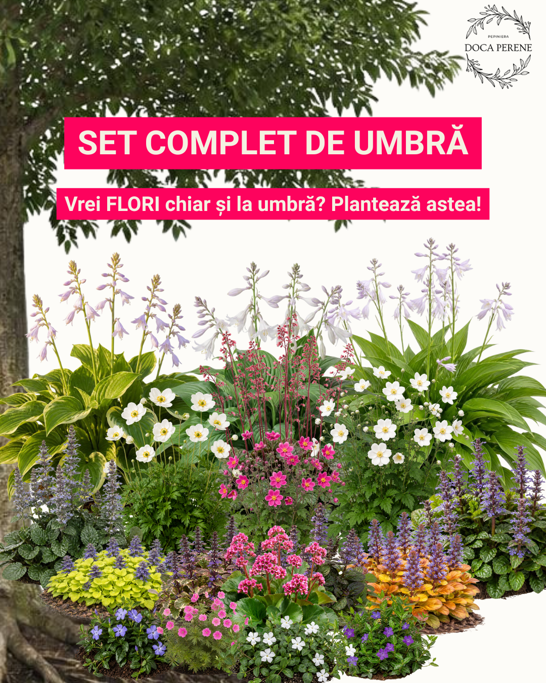 Înfloresc la umbră! Set complet cu perene de grădină ptr 3-5mp