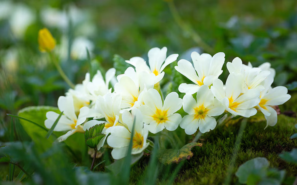 Primule - Primula veris 'Little Queen White'